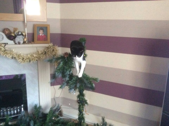 Cat wrecking christmas tree